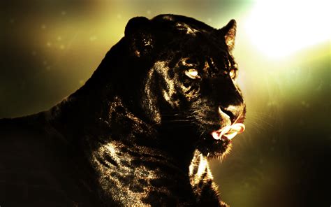 Panther Wallpapers Group 81