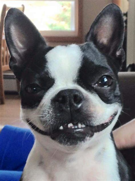 Funny Trying To Smile Boston Terrier Doggy Dogs