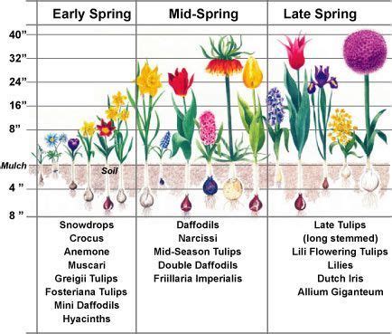 Anyone from zone 5 or 6 care to chime in? 5 Spring Bulbs to Plant Now for Summer Blooms in 2020 ...