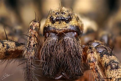 Wir klären sie auf und zeigen, warum das tier doch wer sich intensiver mit der lebensweise der großen winkelspinne auseinandersetzt, der wird. Rostrote Winkelspinne (Weibchen) Foto & Bild | tiere ...