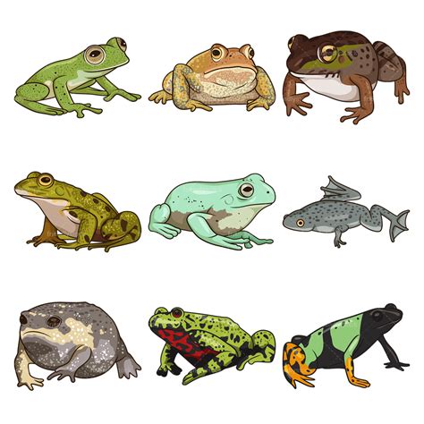 Semi Realistic Frogs Clipart Vector Collection Friendlystock