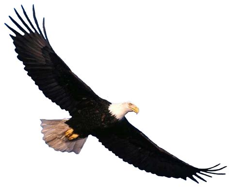 Sky Diving Eagle Png Transparent Image Hd Wallpapers