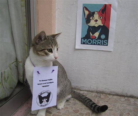 Morris The Cat Runs For Mayor In Mexico Love Meow