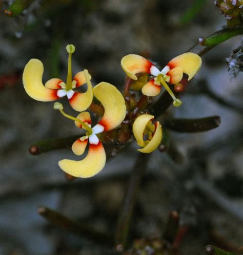 Australian Wild Flower Stylidium Breviscapum Boomerang Triggerplant