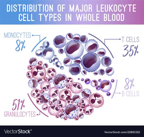 Major Leukocytes Types Scheme Royalty Free Vector Image