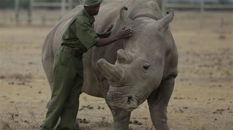 First Successful Embryo Transfer Using Ivf In Rhinos Could Save Species From Extinction
