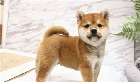 Visit us and meet your new best friend. Shiba Inu Puppies For Sale | Phoenix, AZ #219457 | Petzlover