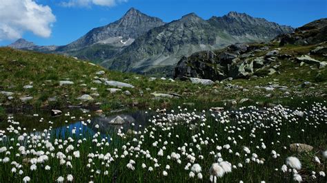 10 Wildflower Scenes From The Alps Our Wanders