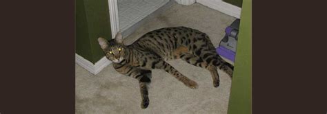 Savannah cat rescue please check this website for rescues. Savannah Cat Rescue — Caring for the Savannah Cat Breed