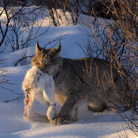 Lynx Hare Montana Hunting And Fishing Information