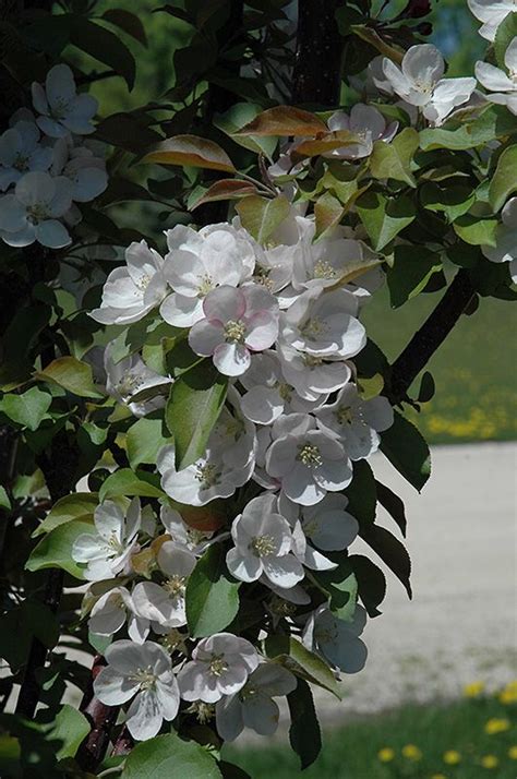 Click To View Full Size Photo Of Purple Spire Columnar Crabapple Malus