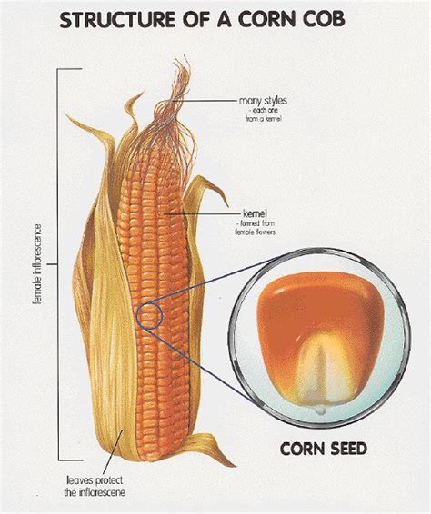 Diagram Of A Corn Seed