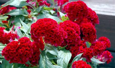 Annual Celosia Basic Guide To Varieties Care And Uses