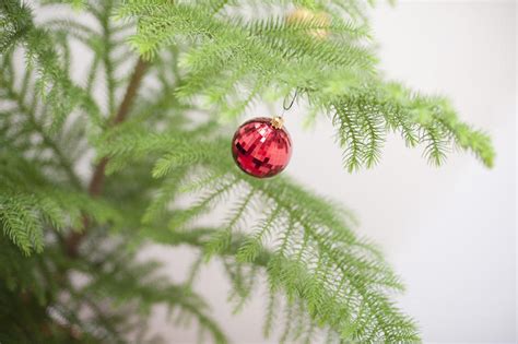 Free Stock Photo 8670 Bauble Hanging On The Branch Of A Christmas Tree