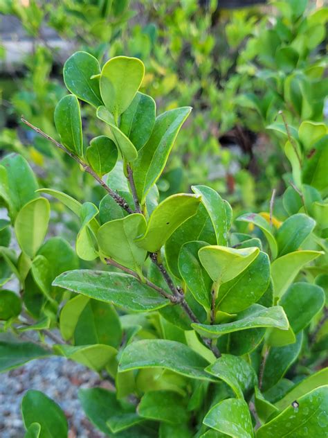 Ligustrum J Texanum Wax Leaf Privet