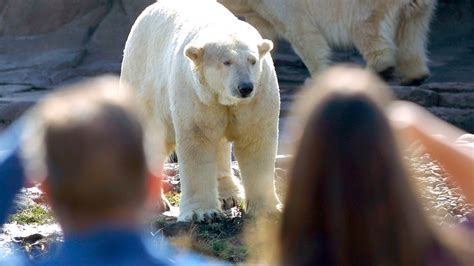 Male Polar Bear Kills Female Polar Bear During Attempted Mating At