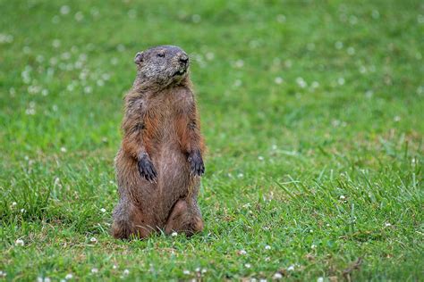 Groundhog Standing at Alert Photograph by Fon Denton