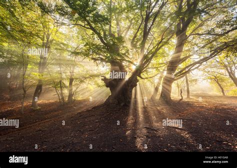 Magical Old Tree With Sun Rays In The Morning Forest In Fog Colorful