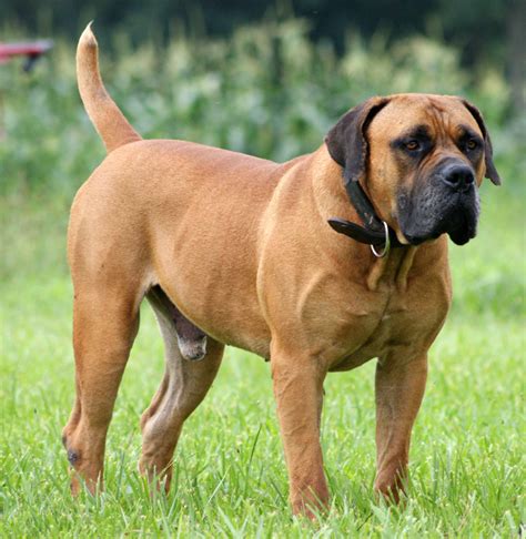 Boerboel All Big Dog Breeds