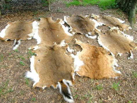 Unsoftened Whitetail Deer Hide By Hidesandhorns On Etsy