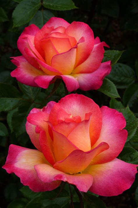 Can Hybrid Tea Roses Be Grown In Containers Hybridtearoses Beautiful