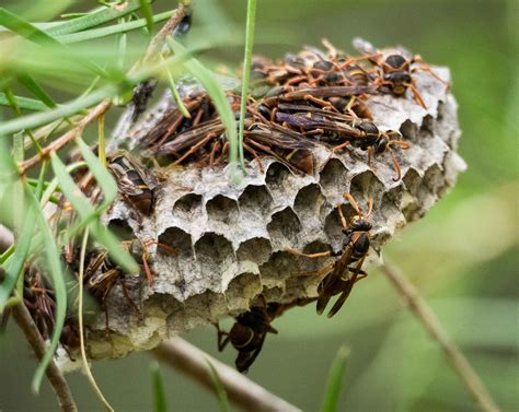 Bee Nest Identification Abc Humane Wildlife Control And Prevention