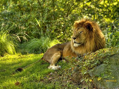26 Beautiful And Amazing Lion The King Of Forest Wallpapers Hd