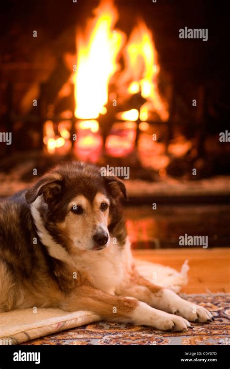 Dog And Fire High Resolution Stock Photography And Images Alamy