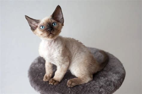 Devon Rex Cats Breed Facts Information And Advice Pets4homes