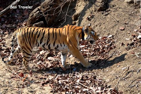 The Tigress Queen Of Pench National Park