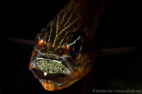 Cardinal Fish Mouth Brooding Natural History Museum Wild Flickr