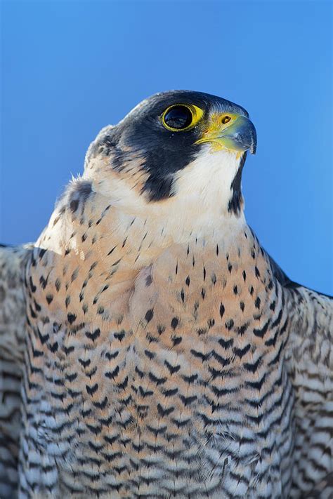 Hawkquest anatum peregrine falcon (male). Peregrine Falcon Close-up Photograph by Nigel Atkinson