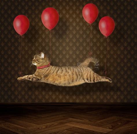 Flying Balloon Cat Stock Photos Free Royalty Free Stock Photos From Dreamstime