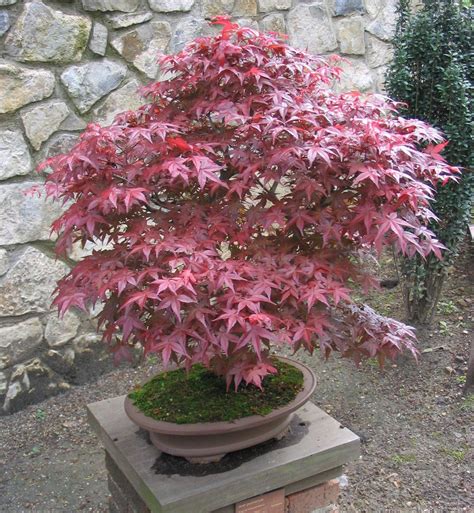 Plants And Seedlings 1 Japanese Red Maple Tree 1 2 Ft Bonsai Landscape