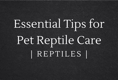 Essential Tips For Pet Reptile Care A Comprehensive Guide Petyology