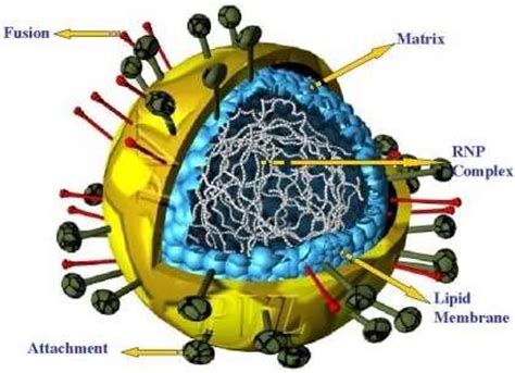 Clinical presentation ranges from asymptomatic infection to fatal encephalitis. Nipah Virus | bulbulahmed