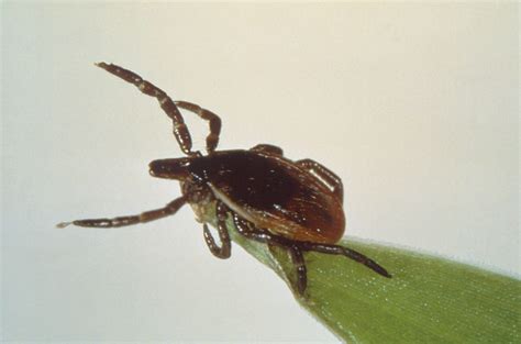 Fda Clears New Testing Algorithm For Lyme Disease Diagnosis