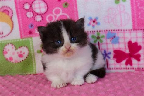 Find munchkins wanted, to adopt, and better than. Munchkin Kittens for Sale | Buy Munchkin Cat Near Me in ...