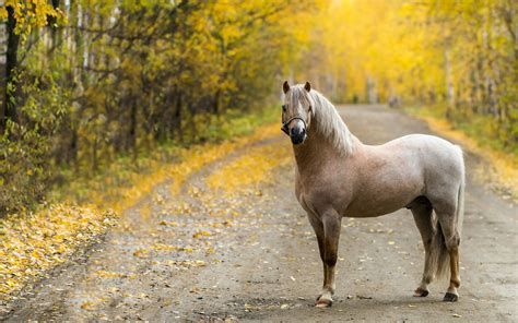 26 Beautiful Autumn Horses Wallpapers Wallpapersafari
