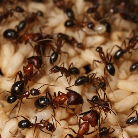 Ants Latest News Photos And Videos Wired