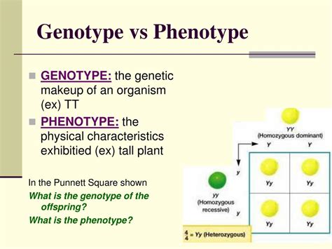 Genetics Punnett Squares Practice Worksheet