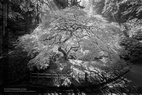 Black White Photography Portland Japanese Garden
