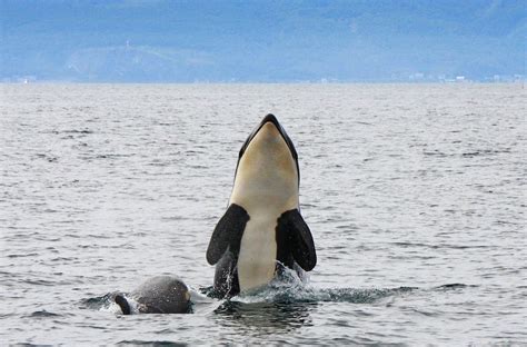 Spy Hopping By Akiko F Via 500px Orca Whales Ocean Animals Orca