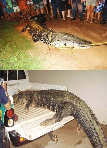 Alligator And Crocodile Attacks Anesthesia Key