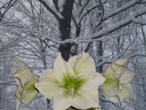 Winter Lilies Photograph By Ted Kitchen