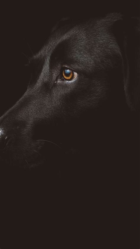 Black Dog Photography Iphone Wallpapers Free Download