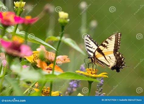 Eastern Tiger Swallowtail Butterfly Gathering Nectar From Zinnias In