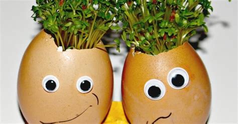 Growing Cress Heads Messy Little Monster