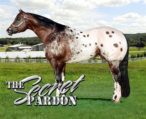 The Secret Pardon Aphc Stallion Appaloosa Horses Appaloosa Horses