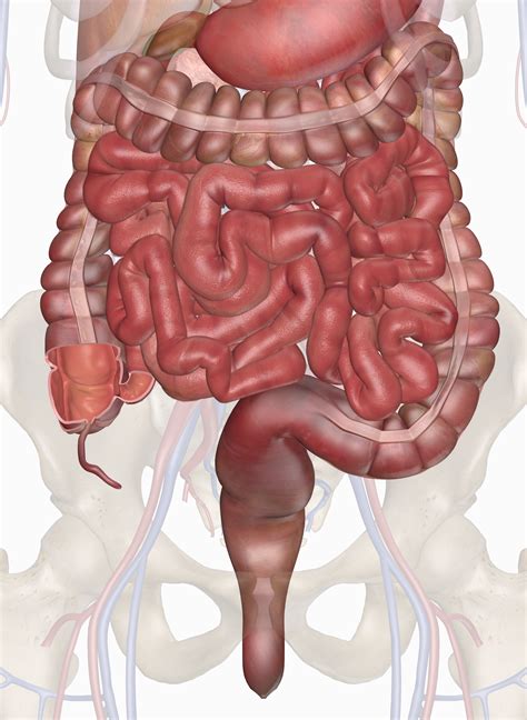 Colon is found in large intestine. Human Intestines | Interactive Anatomy Guide